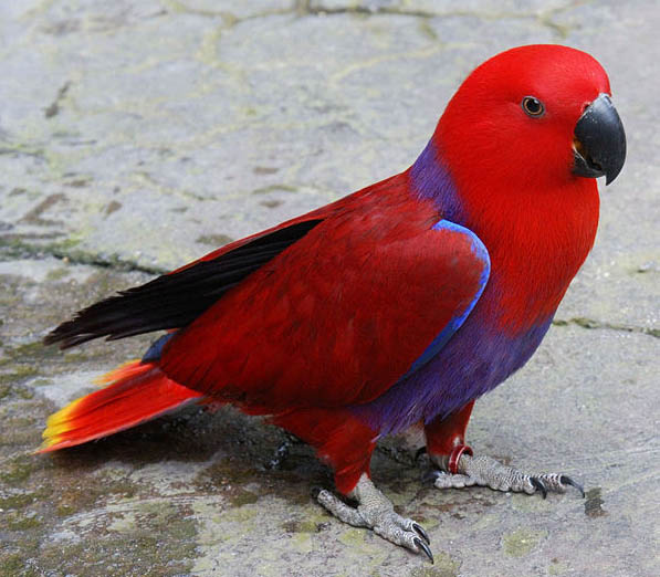 Eclectus roratus 